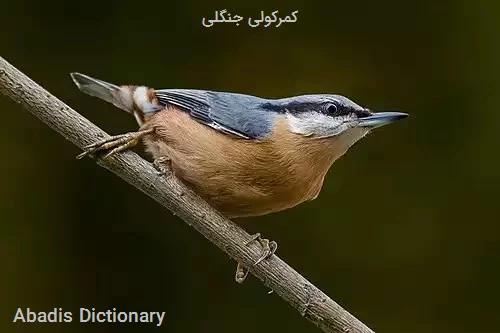 کمرکولی جنگلی